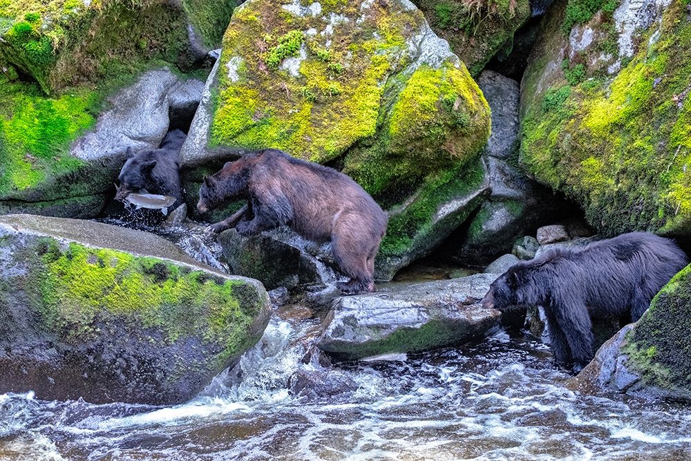 Black Bear-Salmon run-Anan Creek Wrangell-Alaska-USA